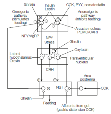 615_Central regulation of feeding and satiety.png